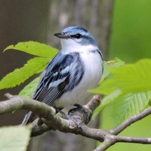 Cerulean Songbird