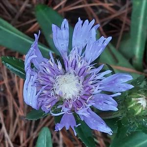 Mudville Music Room & Grille