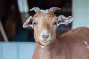 Ladybug Farm Sanctuary, Inc